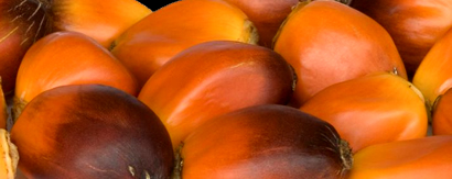 Oil Palm Seeds