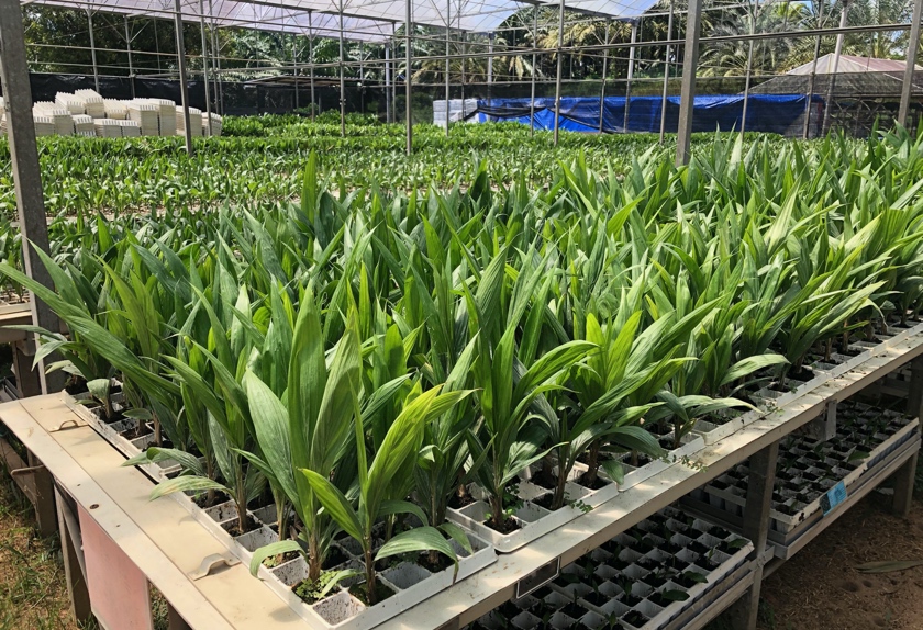 Oil Palm Seedlings