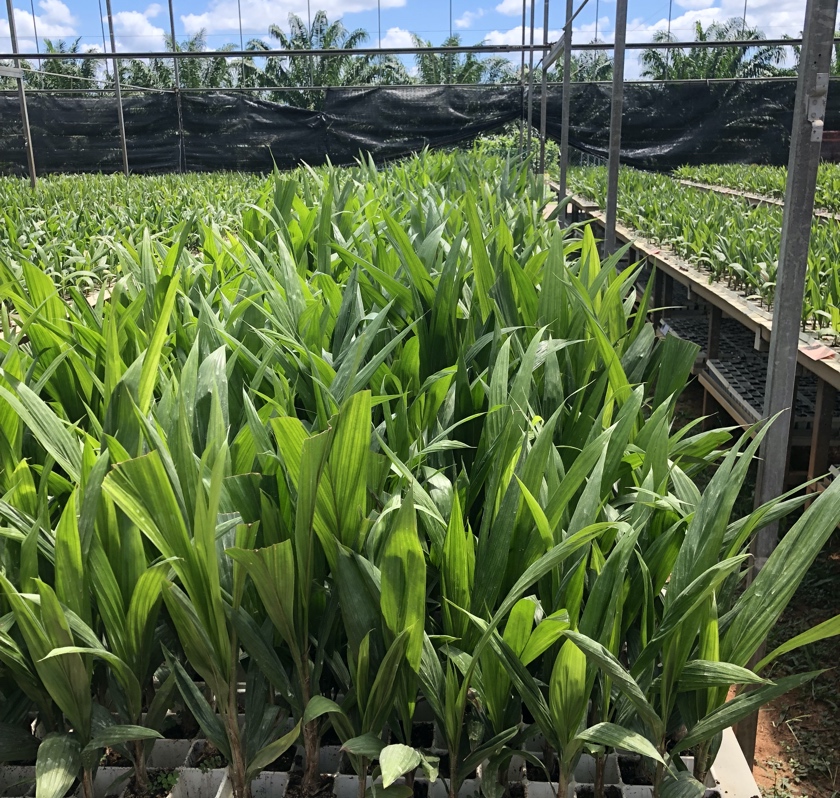 Oil Palm Seedlings