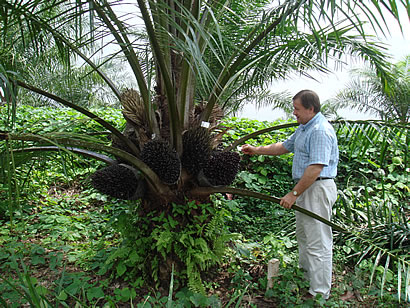 Oil Palm