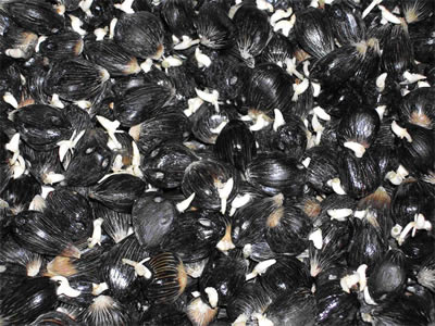 Germinated Oil Palm Seeds
